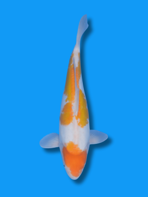 Doitsu Ki Jiro | Koi&Co.